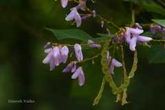 Desmodium elegans